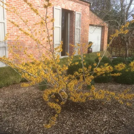 Frühstückspension De Kastanjeboom